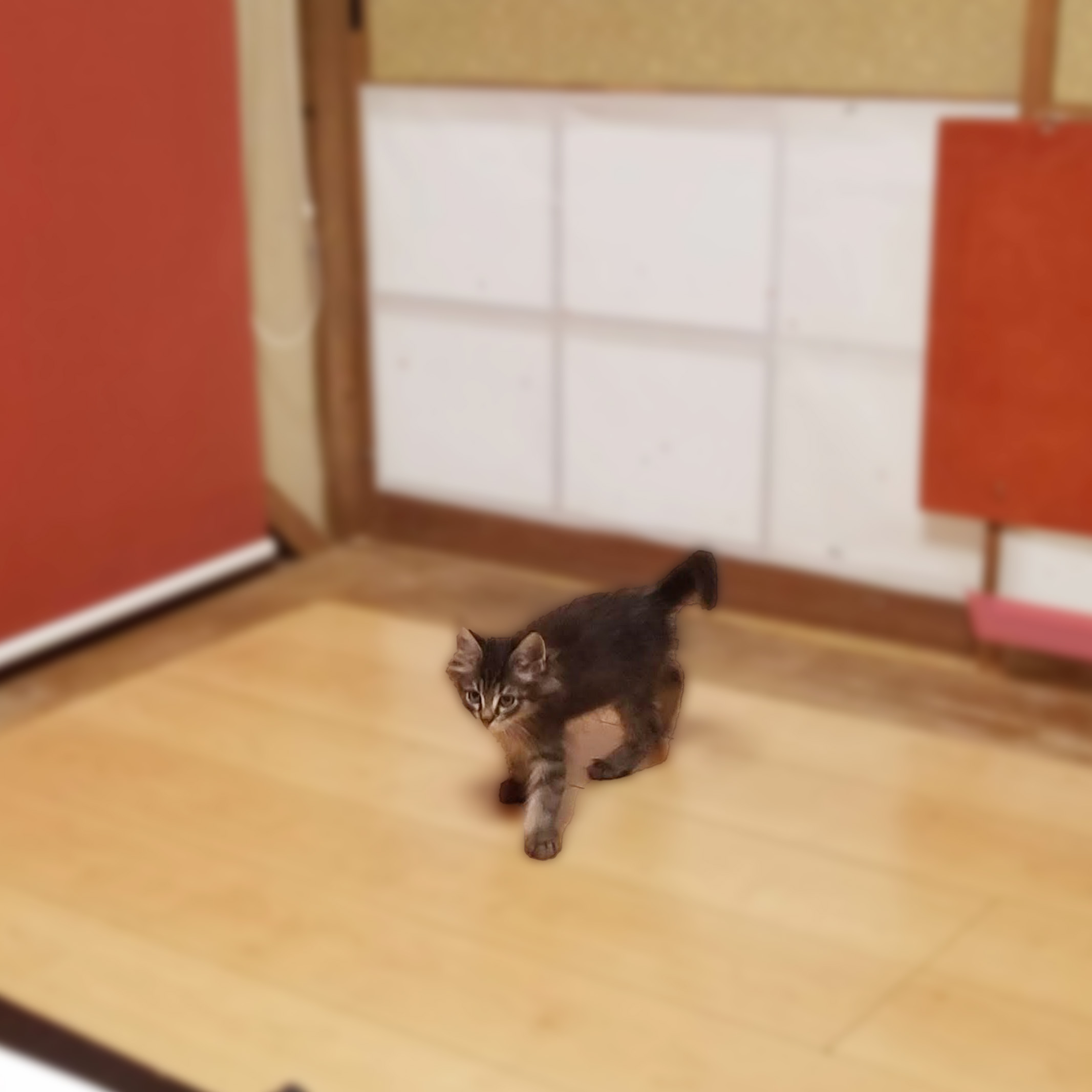 初めての場所に固まっている子猫